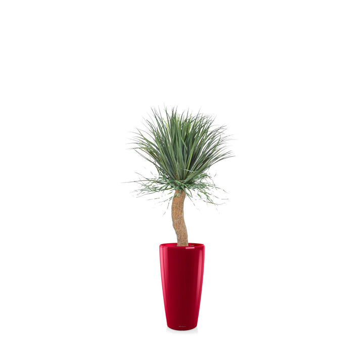 Beaucarnea Rondo56 PLANTES ARTIFICIELLES Achat (HT) Rouge 