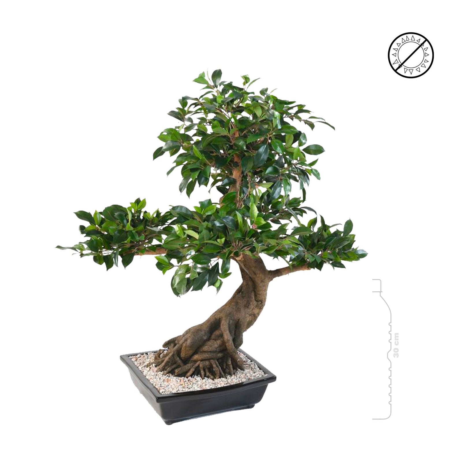 Bonsai ficus en coupe PLANTES ARTIFICIELLES 