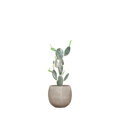 Cactus opuntia Marly54 PLANTES ARTIFICIELLES Location/Entretien (HT/mois) Blanc 