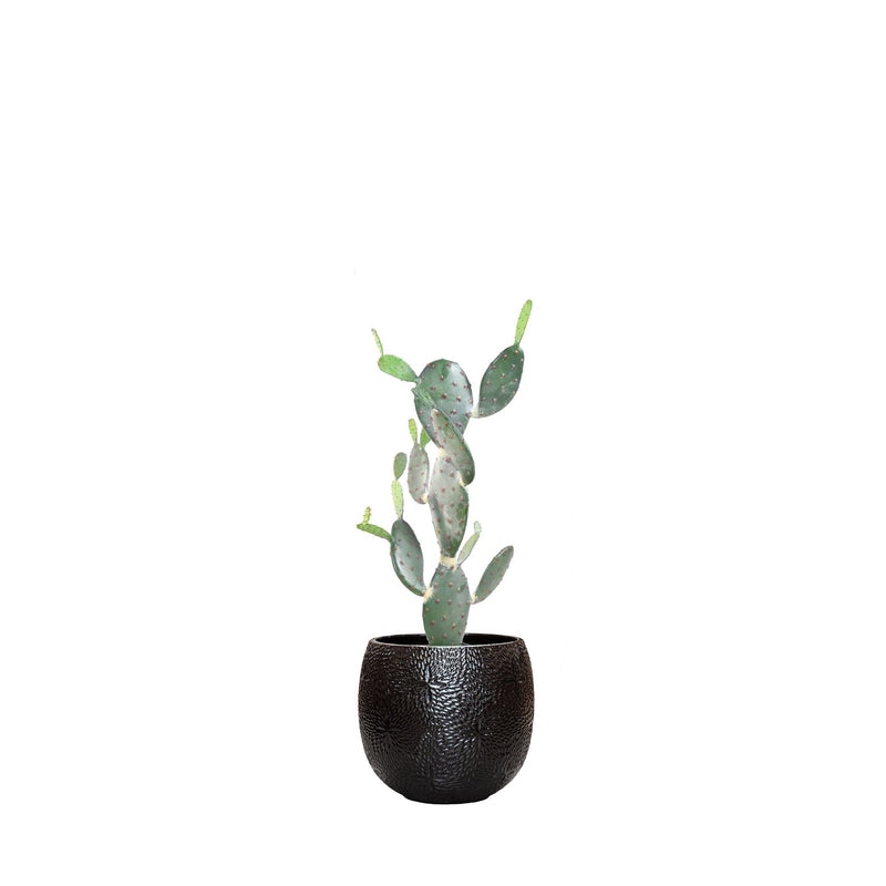 Cactus opuntia Marly54 PLANTES ARTIFICIELLES Location/Entretien (HT/mois) Noir 