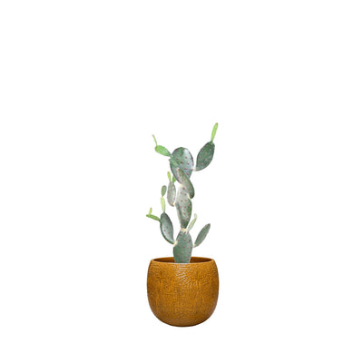 Cactus opuntia Marly54 PLANTES ARTIFICIELLES Location/Entretien (HT/mois) Orange 