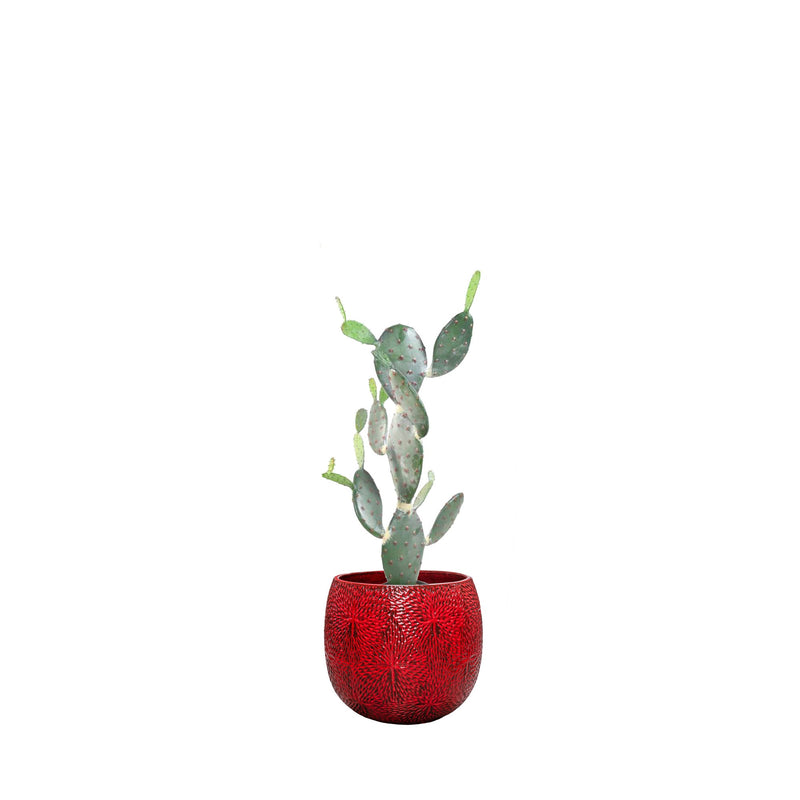 Cactus opuntia Marly54 PLANTES ARTIFICIELLES Location/Entretien (HT/mois) Rouge 