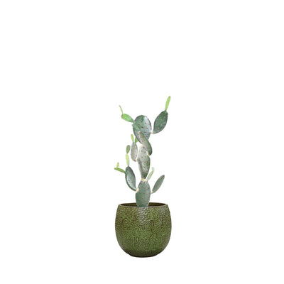 Cactus opuntia Marly54 PLANTES ARTIFICIELLES Location/Entretien (HT/mois) Vert 