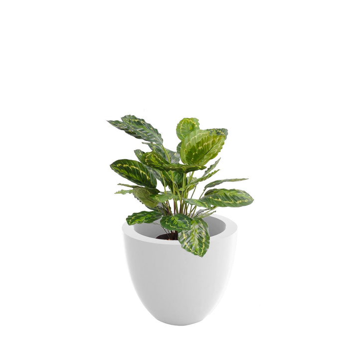 Calathea cuenco40 PLANTES ARTIFICIELLES Location/Entretien (HT/mois) Blanc 