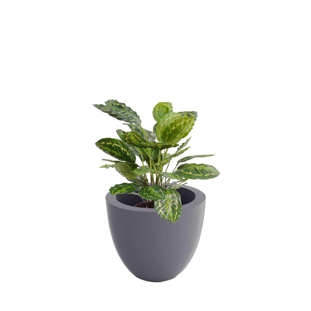 Calathea cuenco40 PLANTES ARTIFICIELLES Location/Entretien (HT/mois) Gris 