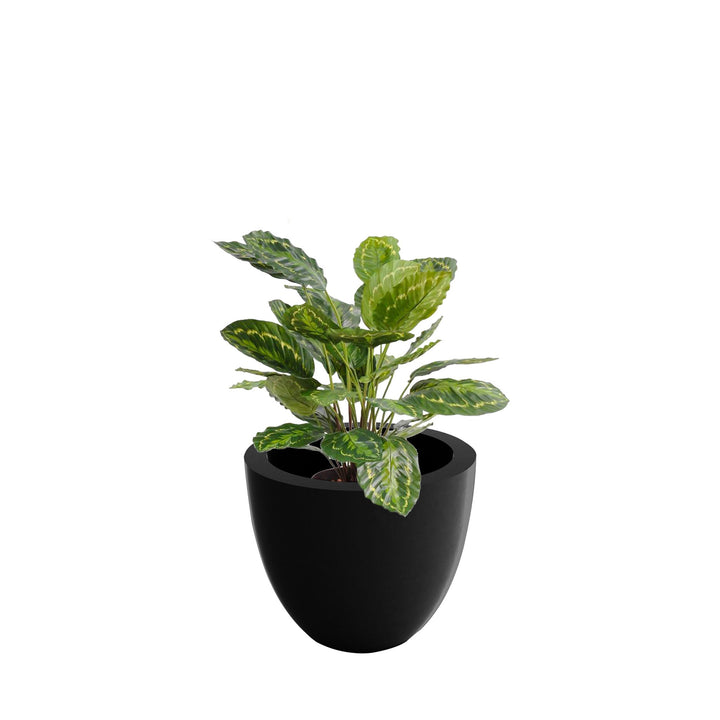 Calathea cuenco40 PLANTES ARTIFICIELLES Location/Entretien (HT/mois) Noir 