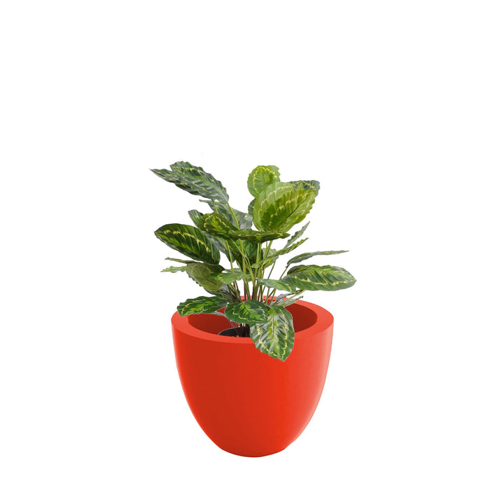 Calathea cuenco40 PLANTES ARTIFICIELLES Location/Entretien (HT/mois) Rouge 