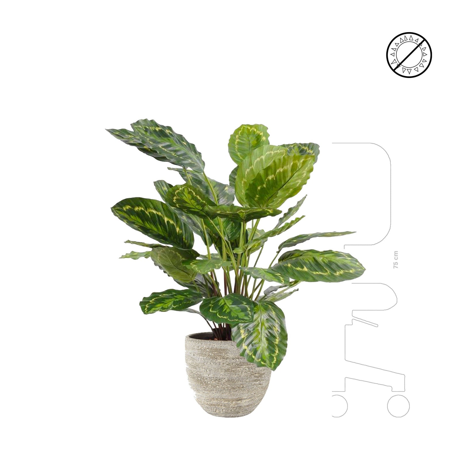 Calathea Karlijn Earth PLANTES ARTIFICIELLES 