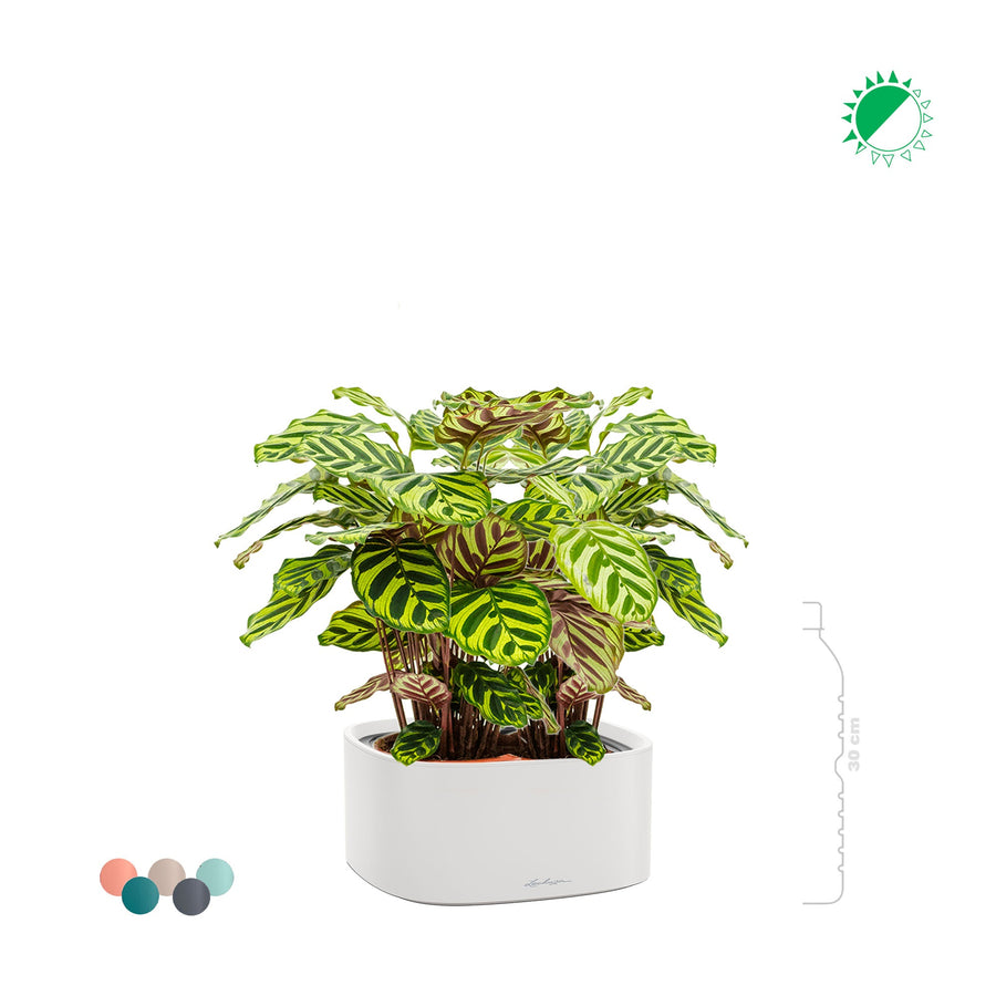 Calathea Lechuza Pila PLANTES ET POTS DE BUREAUX 