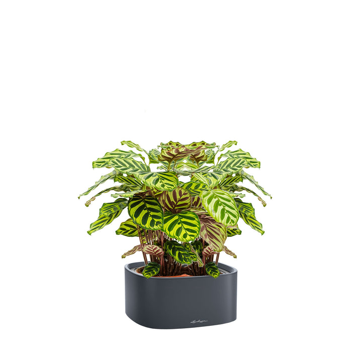 Calathea Lechuza Pila PLANTES ET POTS DE BUREAUX Location/Entretien (HT/mois) Anthracite 