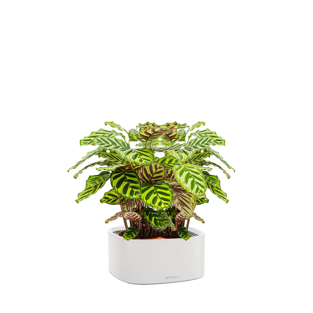 Calathea Lechuza Pila PLANTES ET POTS DE BUREAUX Location/Entretien (HT/mois) Blanc 