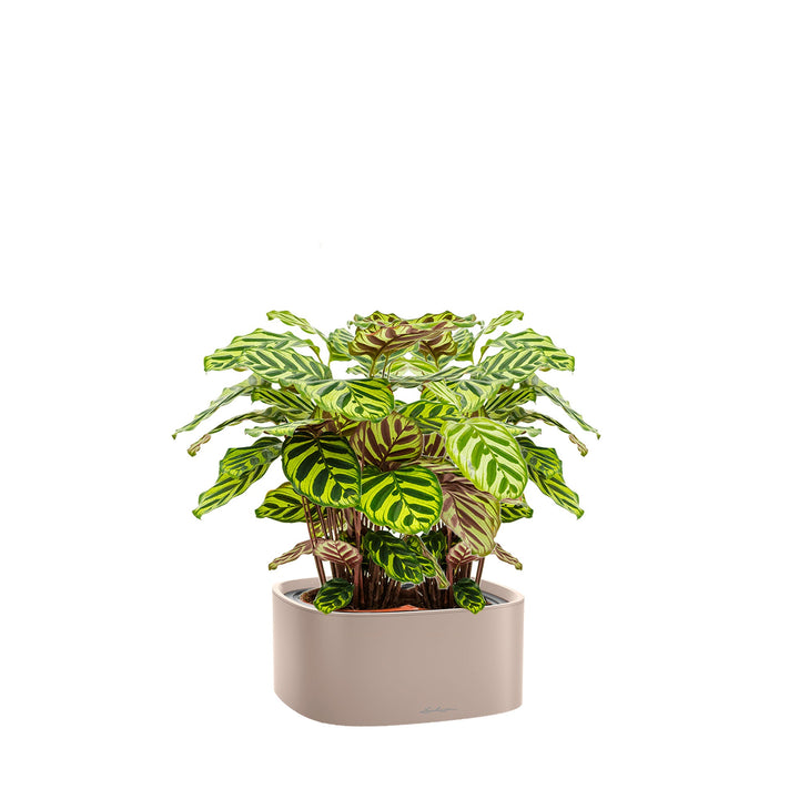 Calathea Lechuza Pila PLANTES ET POTS DE BUREAUX Location/Entretien (HT/mois) Brun 