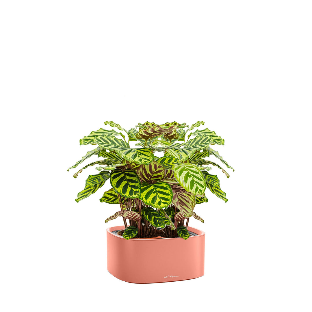 Calathea Lechuza Pila PLANTES ET POTS DE BUREAUX Location/Entretien (HT/mois) Corail 