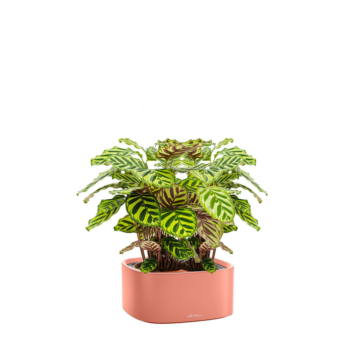 Calathea Lechuza Pila PLANTES ET POTS DE BUREAUX Location/Entretien (HT/mois) Corail 