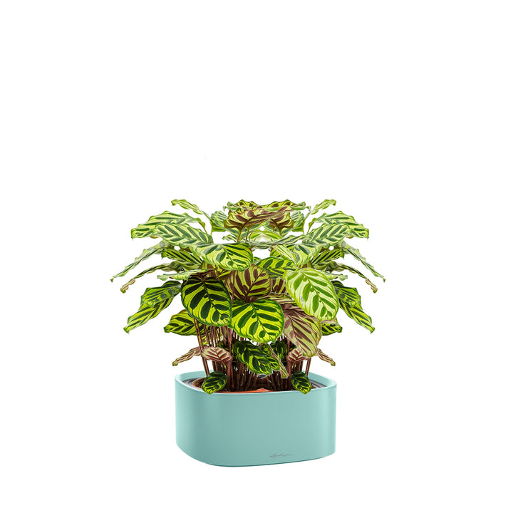 Calathea Lechuza Pila PLANTES ET POTS DE BUREAUX Location/Entretien (HT/mois) Vert 