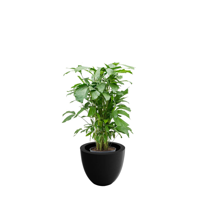 Caryota cuenco50 PLANTES ET POTS DE BUREAUX Achat (HT) Noir 