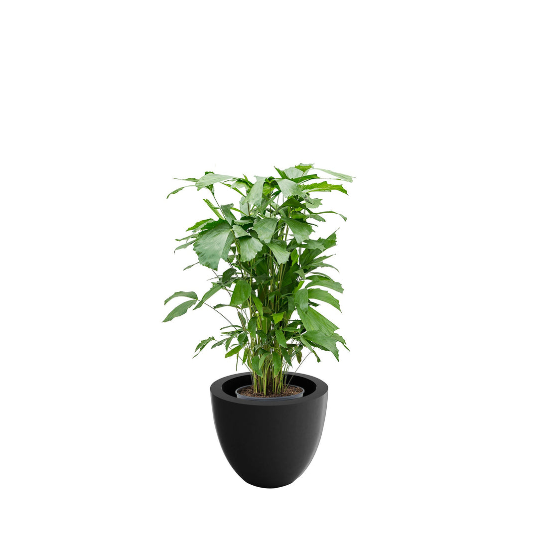 Caryota cuenco50 PLANTES ET POTS DE BUREAUX Location/Entretien (HT/mois) Anthracite 