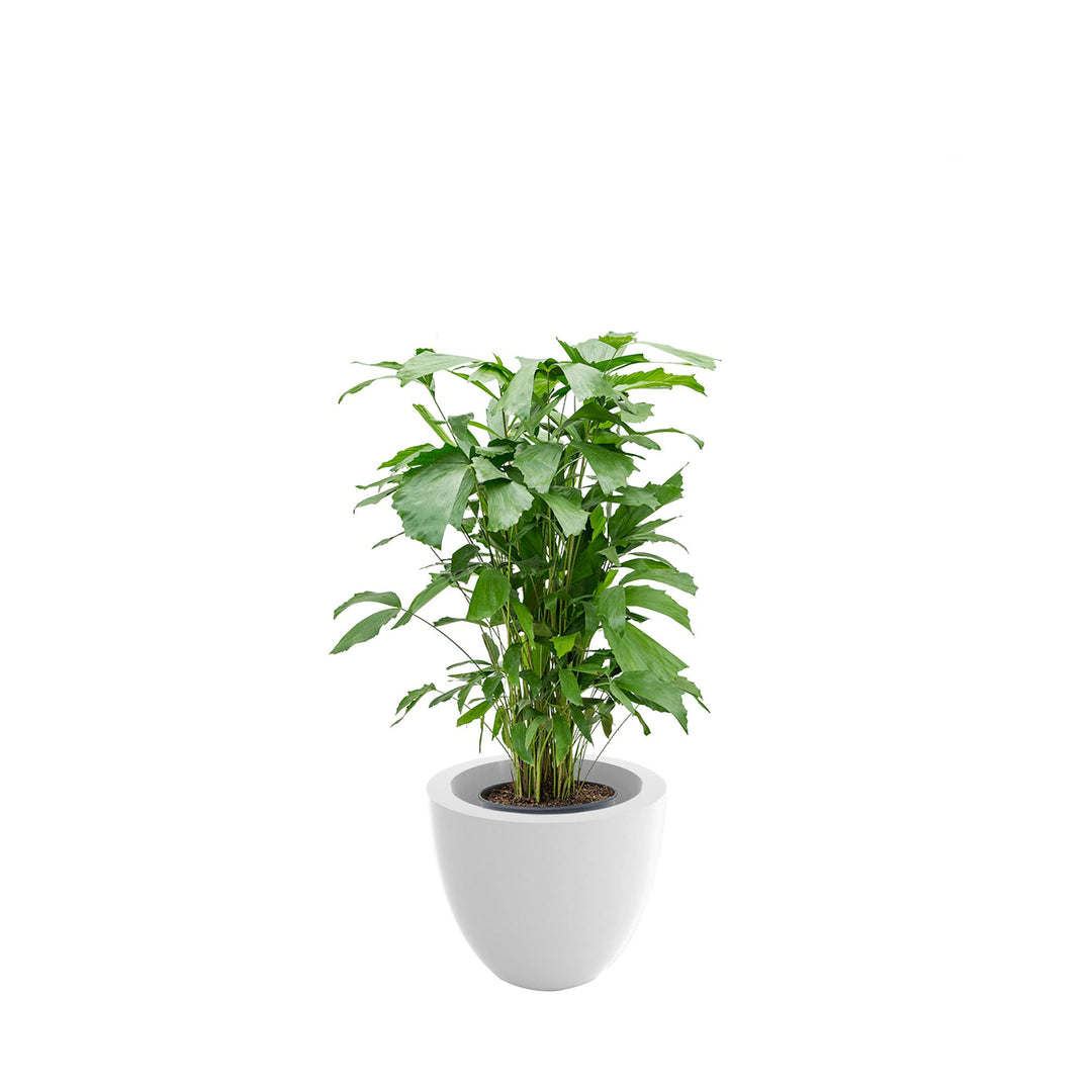 Caryota cuenco50 PLANTES ET POTS DE BUREAUX Location/Entretien (HT/mois) Blanc 