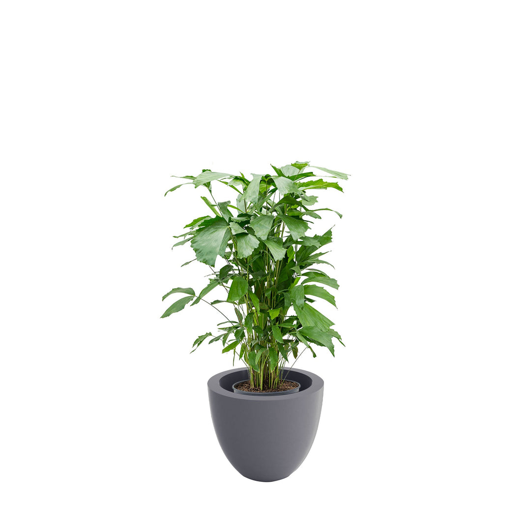 Caryota cuenco50 PLANTES ET POTS DE BUREAUX Location/Entretien (HT/mois) Gris 