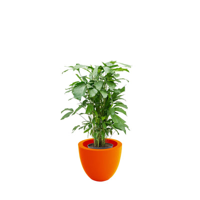 Caryota cuenco50 PLANTES ET POTS DE BUREAUX Location/Entretien (HT/mois) Orange 