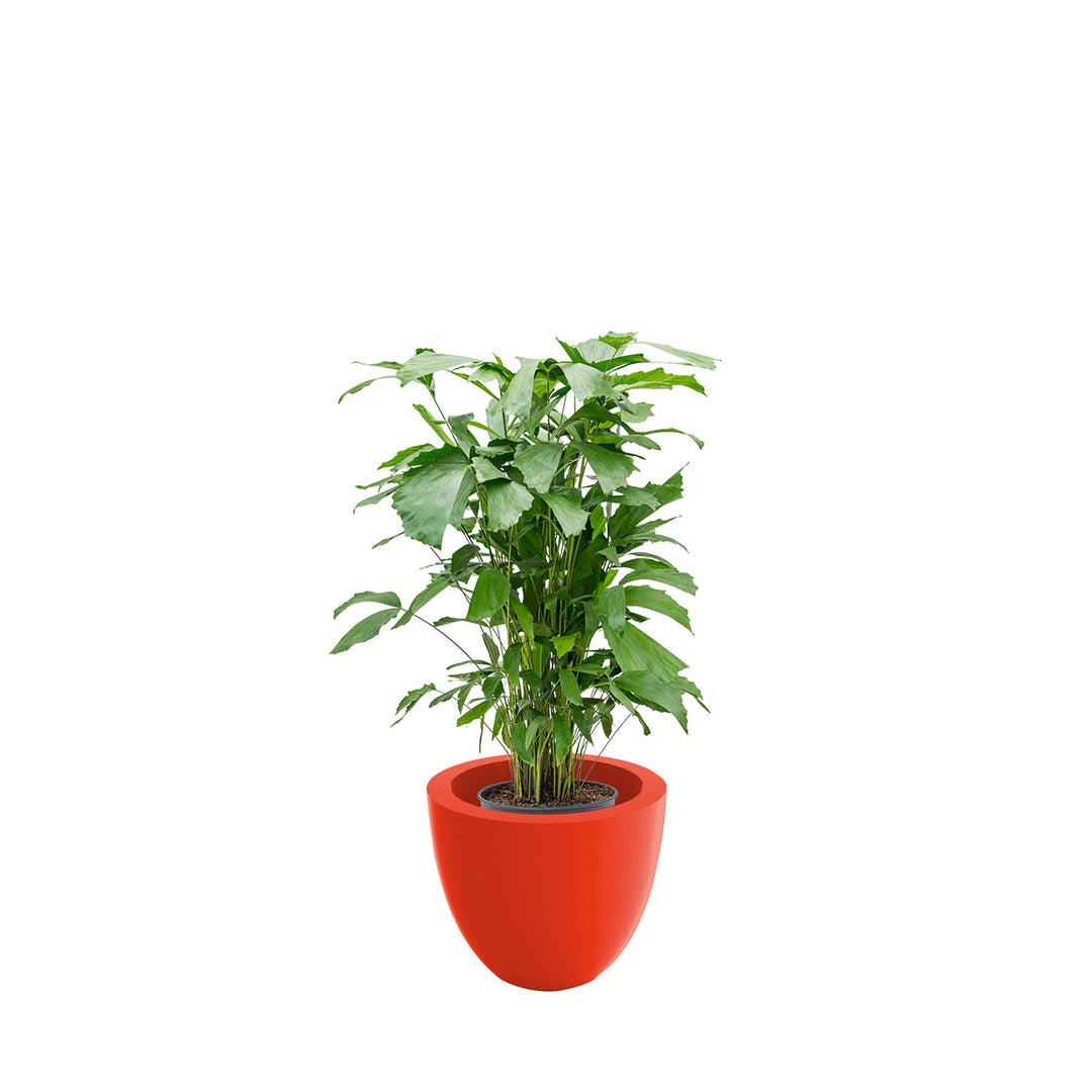 Caryota cuenco50 PLANTES ET POTS DE BUREAUX Location/Entretien (HT/mois) Rouge 