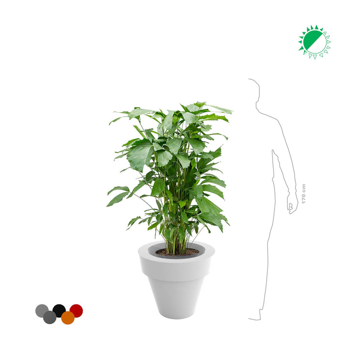 Caryota Maceta50 PLANTES ET POTS DE BUREAUX 