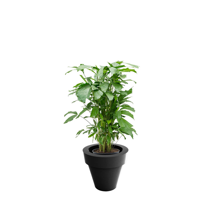 Caryota Maceta50 PLANTES ET POTS DE BUREAUX Location/Entretien (HT/mois) Anthracite 