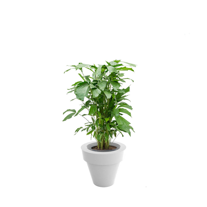 Caryota Maceta50 PLANTES ET POTS DE BUREAUX Location/Entretien (HT/mois) Blanc 