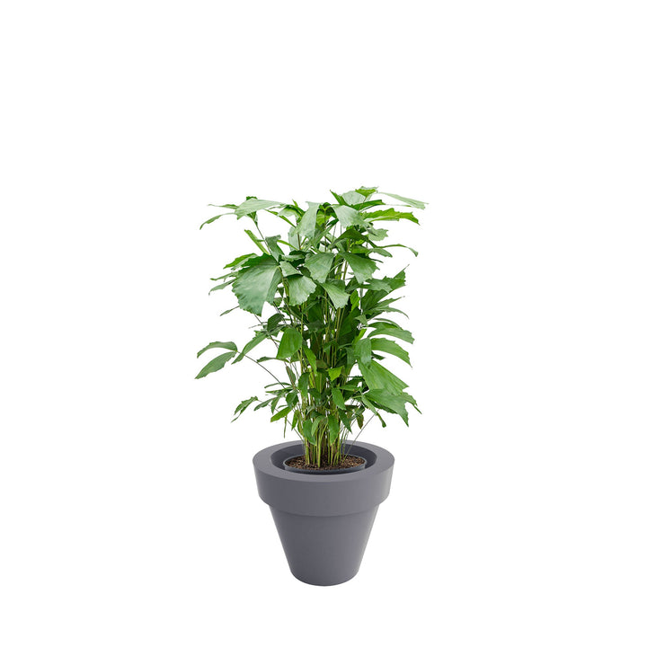Caryota Maceta50 PLANTES ET POTS DE BUREAUX Location/Entretien (HT/mois) Gris 