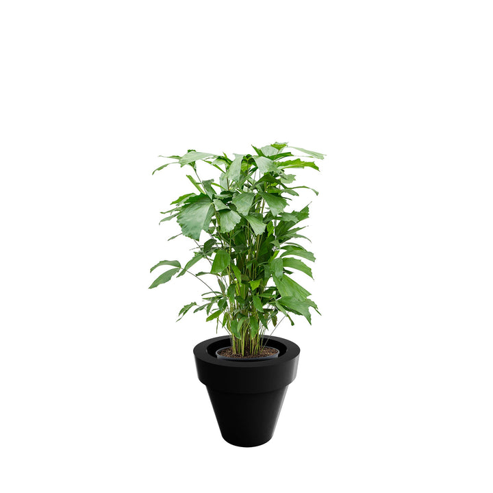 Caryota Maceta50 PLANTES ET POTS DE BUREAUX Location/Entretien (HT/mois) Noir 