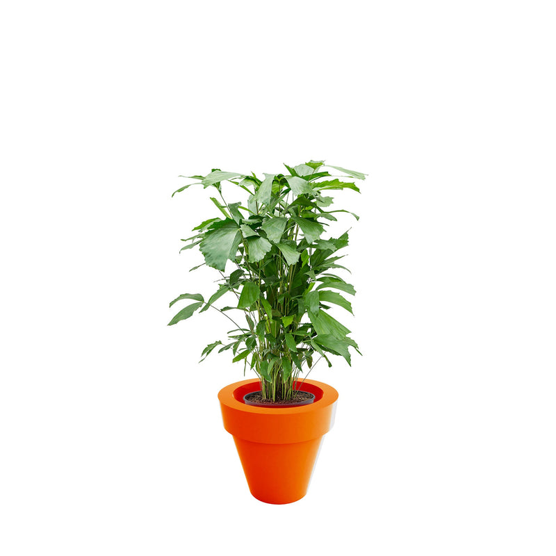 Caryota Maceta50 PLANTES ET POTS DE BUREAUX Location/Entretien (HT/mois) Orange 
