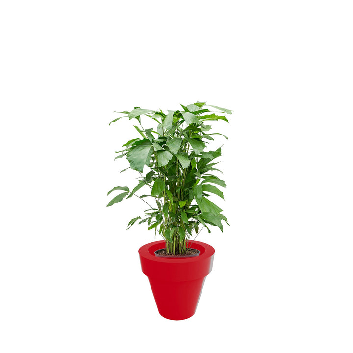 Caryota Maceta50 PLANTES ET POTS DE BUREAUX Location/Entretien (HT/mois) Rouge 