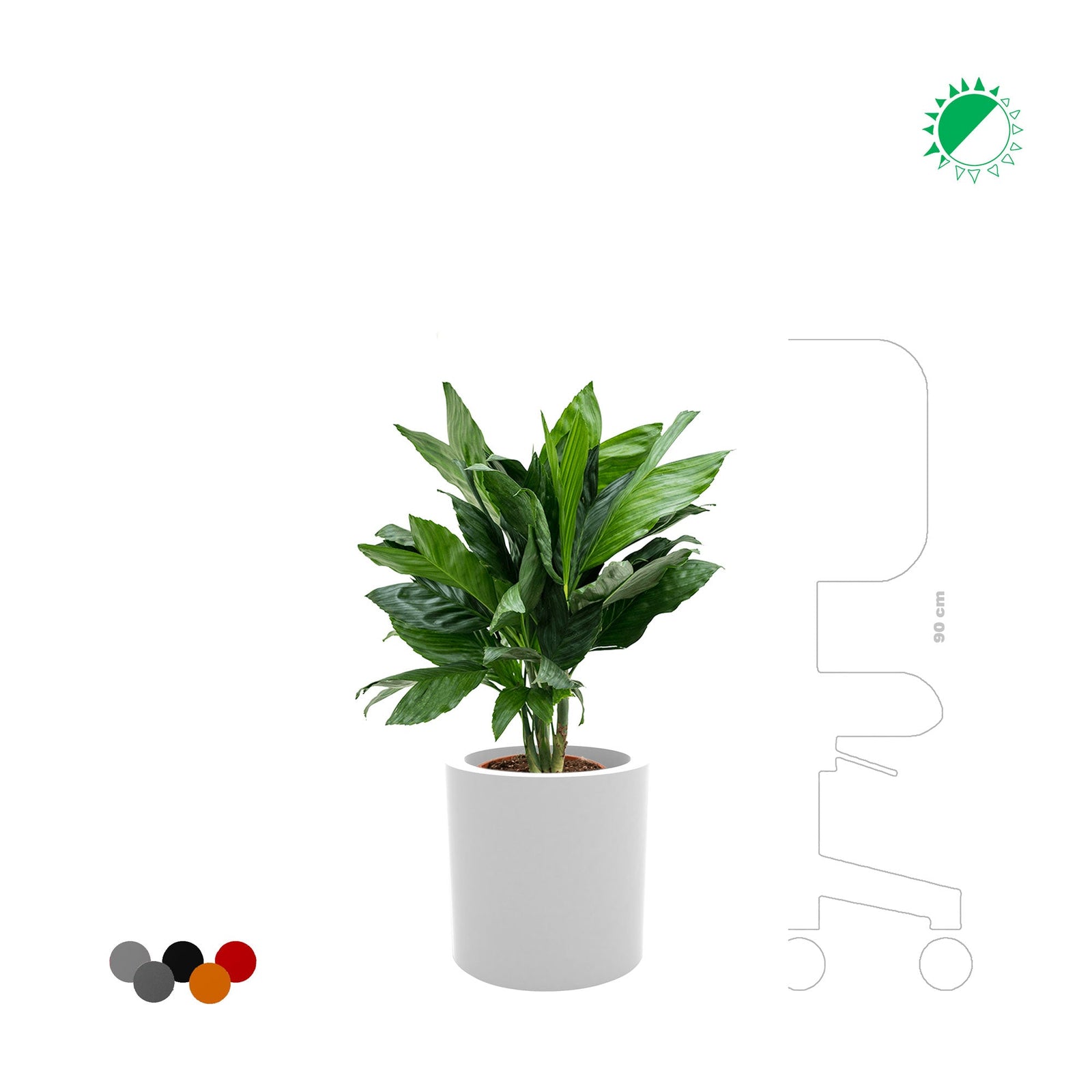 Chamaedorea Cilindro30 PLANTES ET POTS DE BUREAUX 