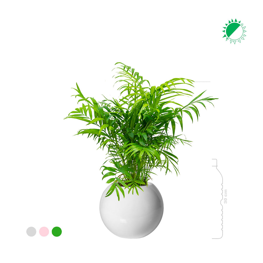 Chamaedorea elegans Beth31 PLANTES ET POTS DE BUREAUX 