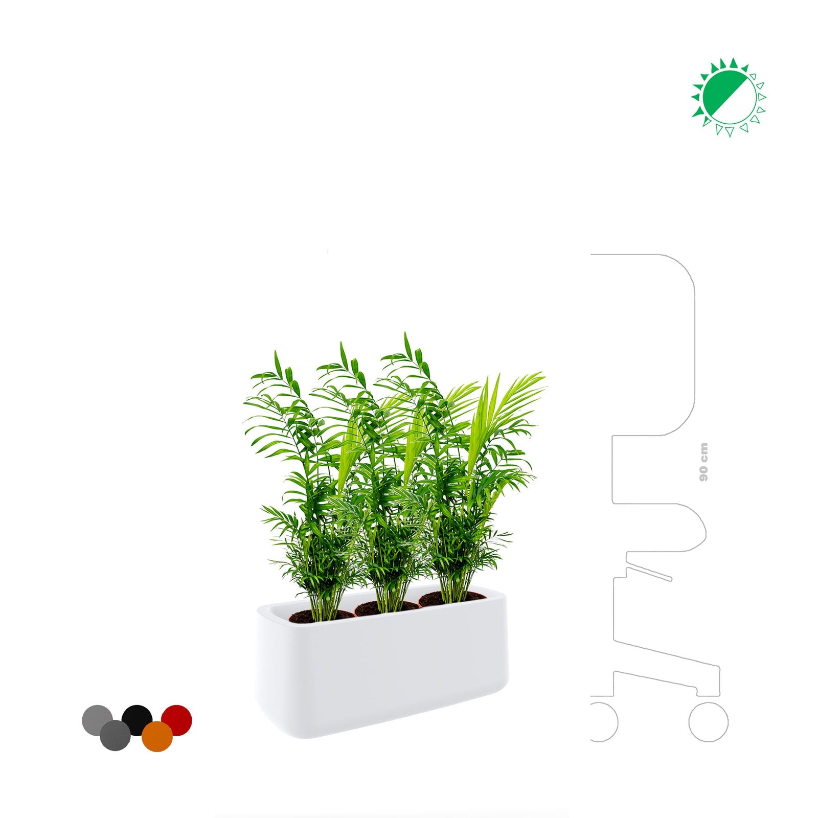 Chamaedorea Ulm8434 PLANTES ET POTS DE BUREAUX 