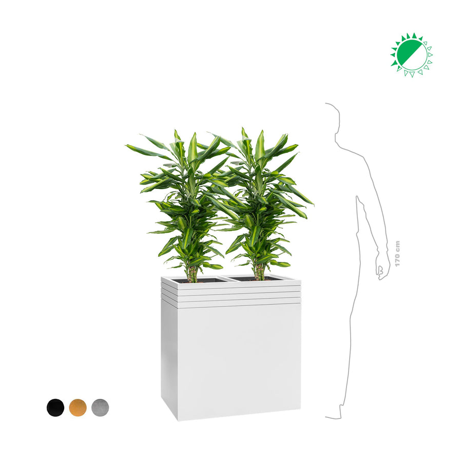 Cintho Line up 74 PLANTES ET POTS DE BUREAUX 