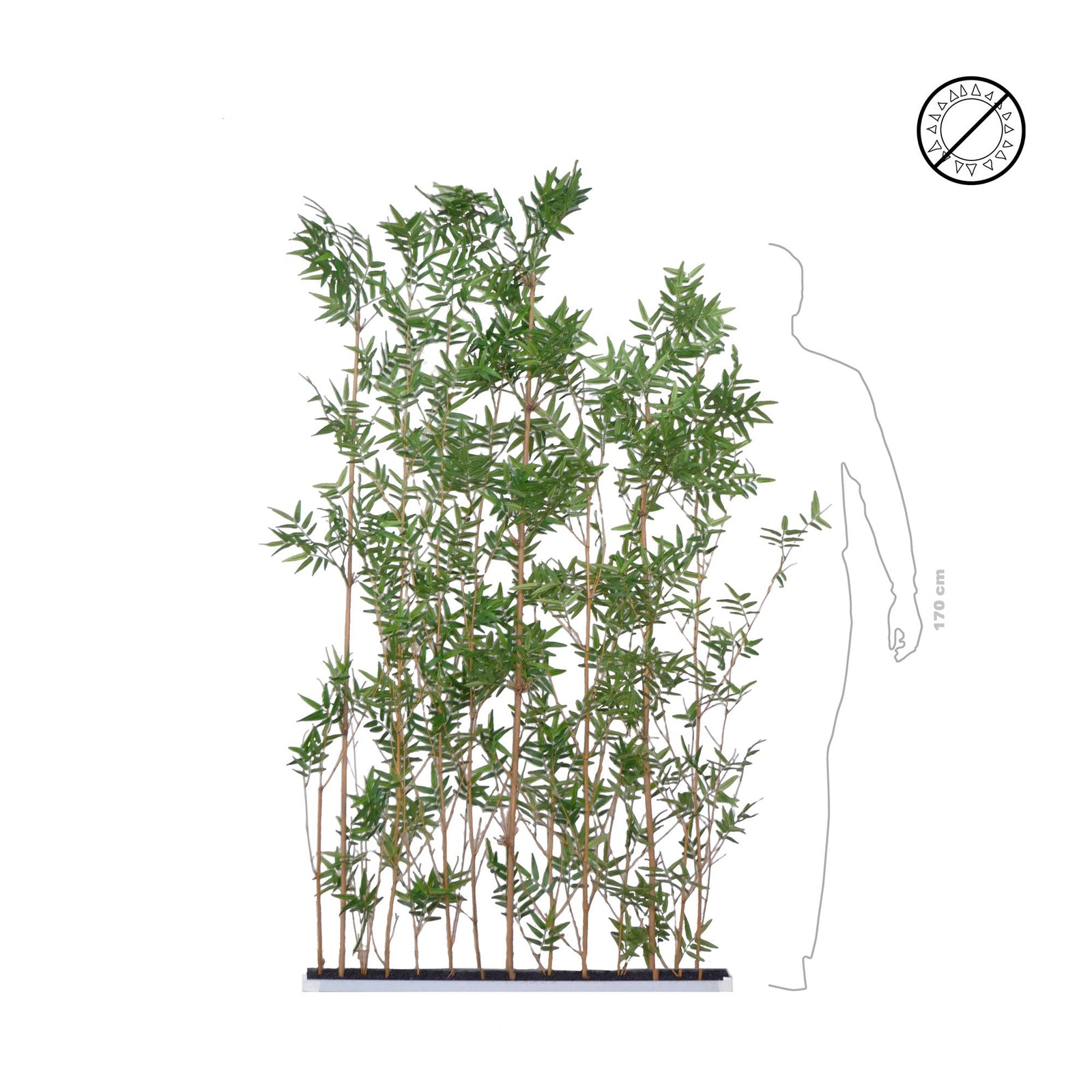 Cloison bambous PLANTES ET POTS DE BUREAUX 