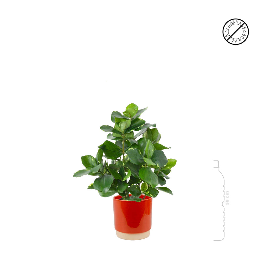 Clusia Eno Duo Terra PLANTES ARTIFICIELLES 