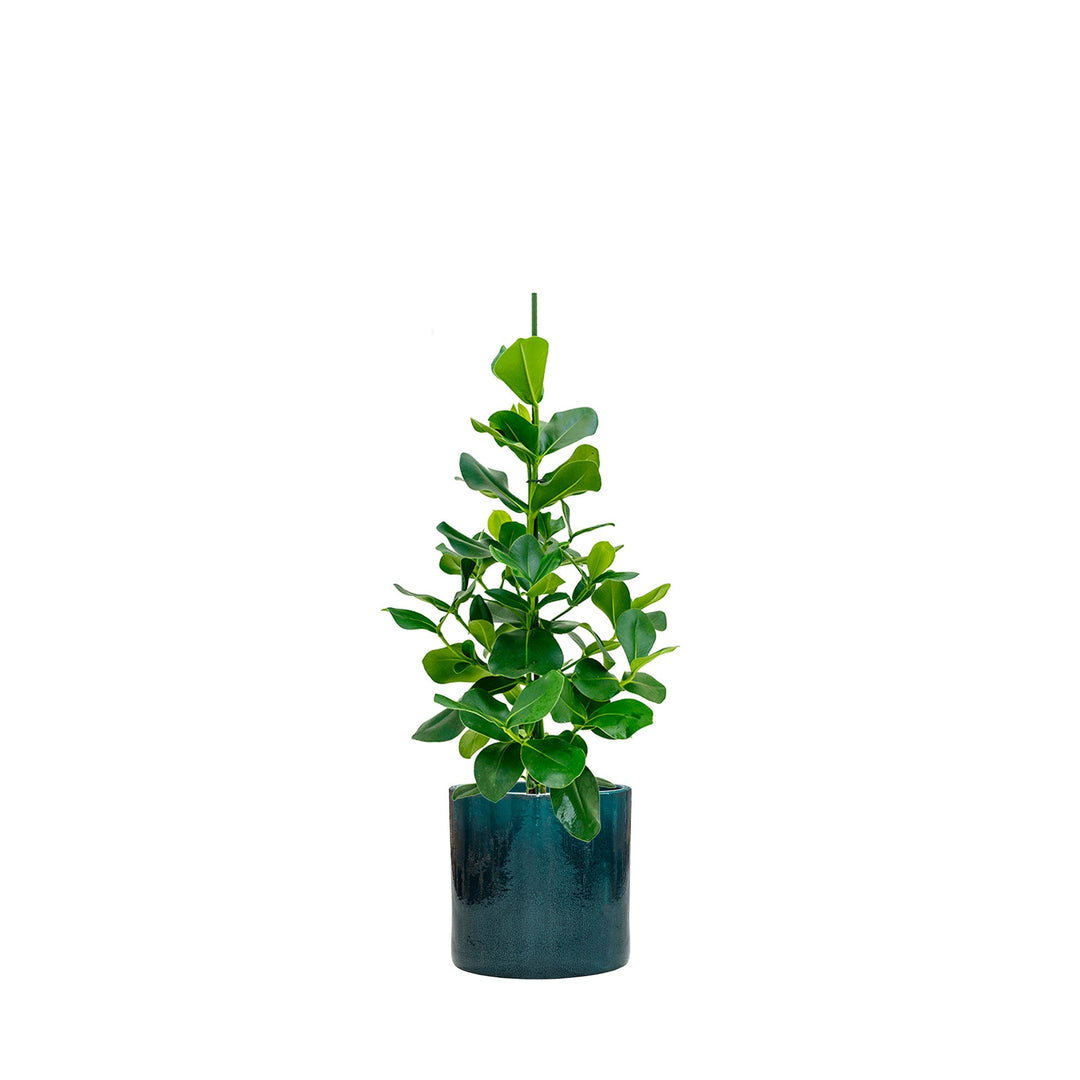 Clusia rosea Cylinder40 PLANTES ET POTS DE BUREAUX Location/Entretien (HT/mois) Bleu 