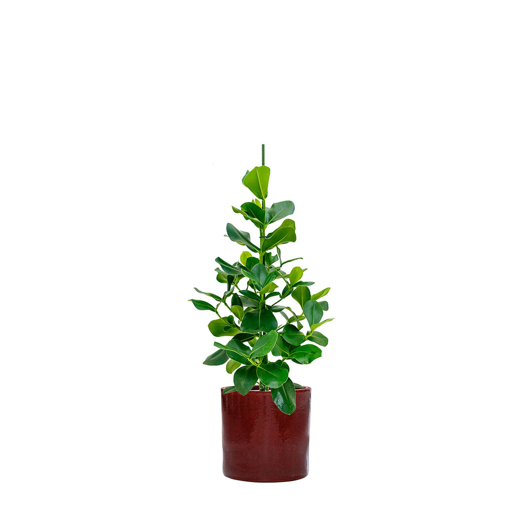 Clusia rosea Cylinder40 PLANTES ET POTS DE BUREAUX Location/Entretien (HT/mois) Rouge 