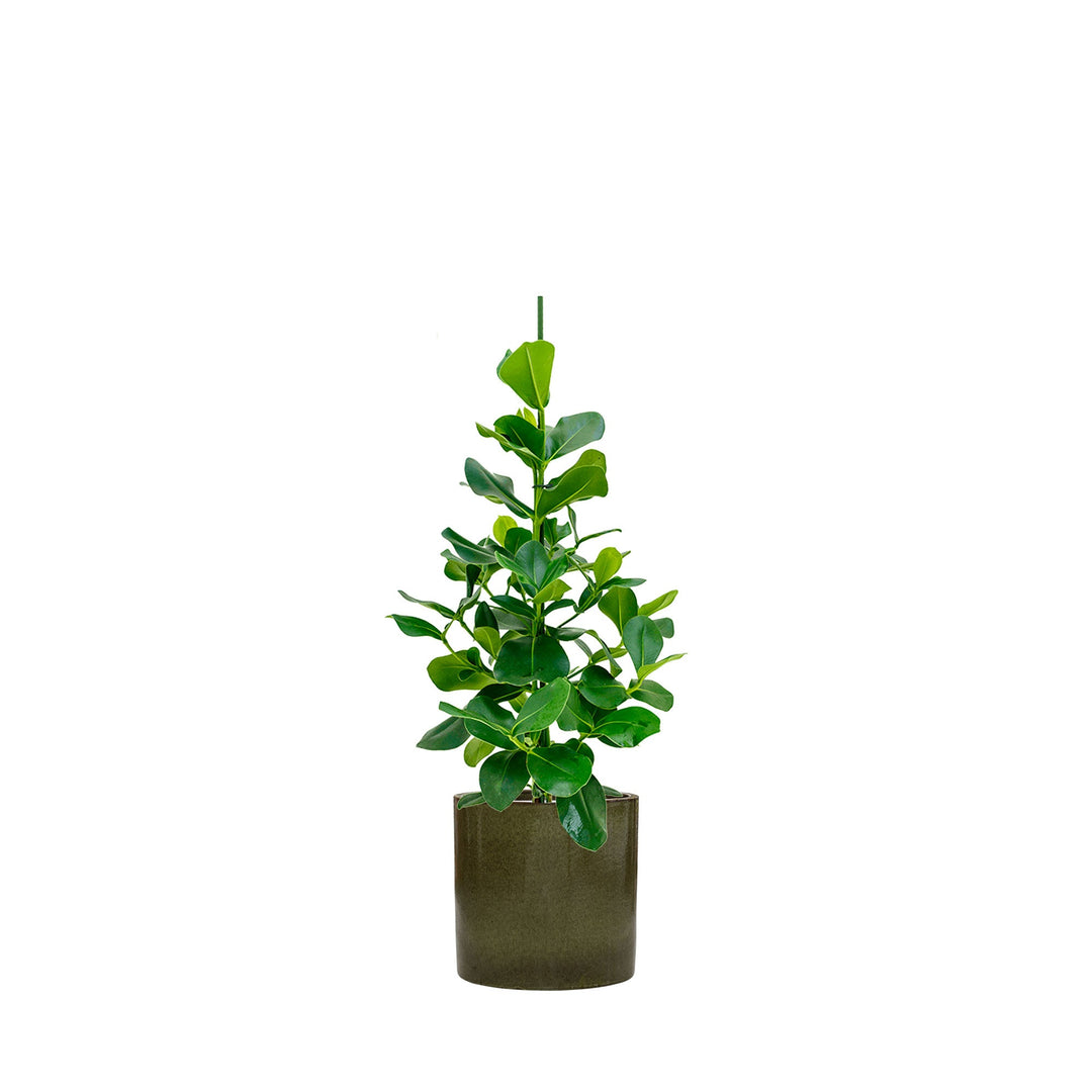 Clusia rosea Cylinder40 PLANTES ET POTS DE BUREAUX Location/Entretien (HT/mois) Vert 