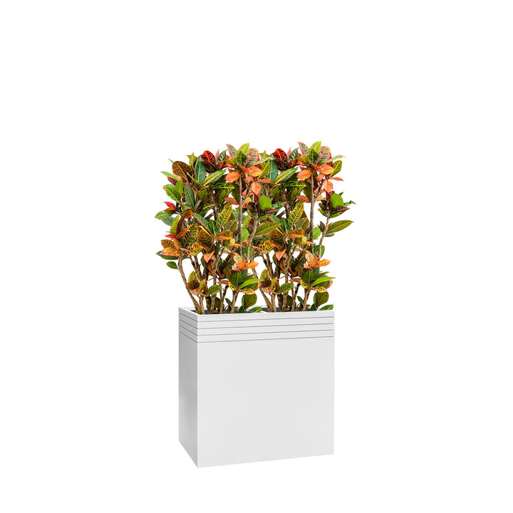 Codiaeum Line up 74 PLANTES ET POTS DE BUREAUX Location/Entretien (HT/mois) Blanc 