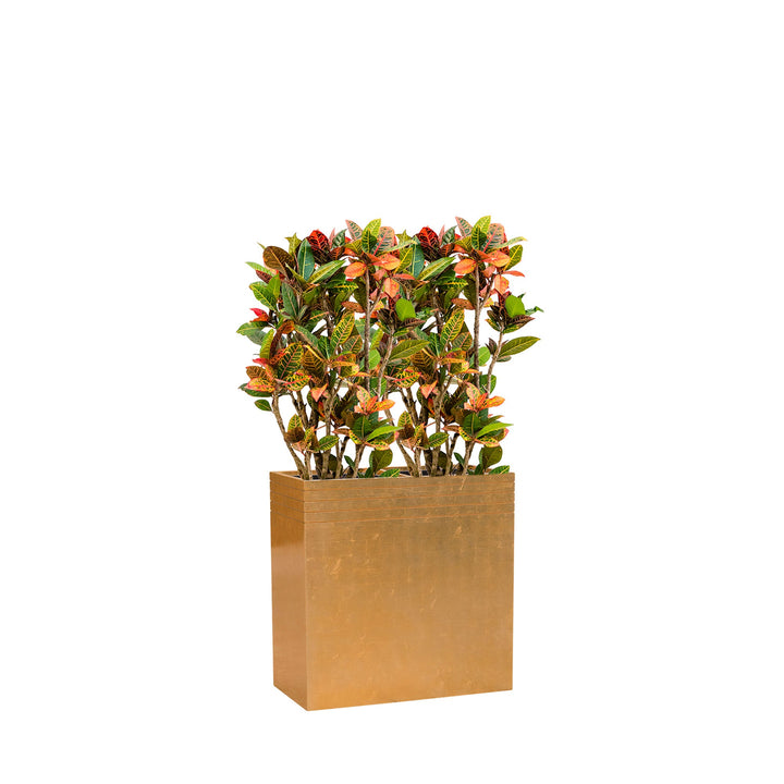 Codiaeum Line up 74 PLANTES ET POTS DE BUREAUX Location/Entretien (HT/mois) Or 