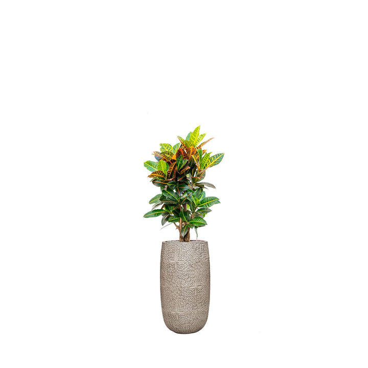 Codiaeum Marly63 PLANTES ET POTS DE BUREAUX Location/Entretien (HT/mois) Blanc 