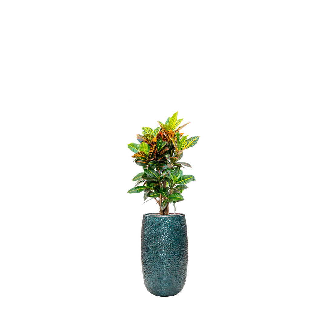 Codiaeum Marly63 PLANTES ET POTS DE BUREAUX Location/Entretien (HT/mois) Bleu 