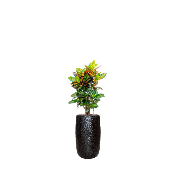 Codiaeum Marly63 PLANTES ET POTS DE BUREAUX Location/Entretien (HT/mois) Noir 