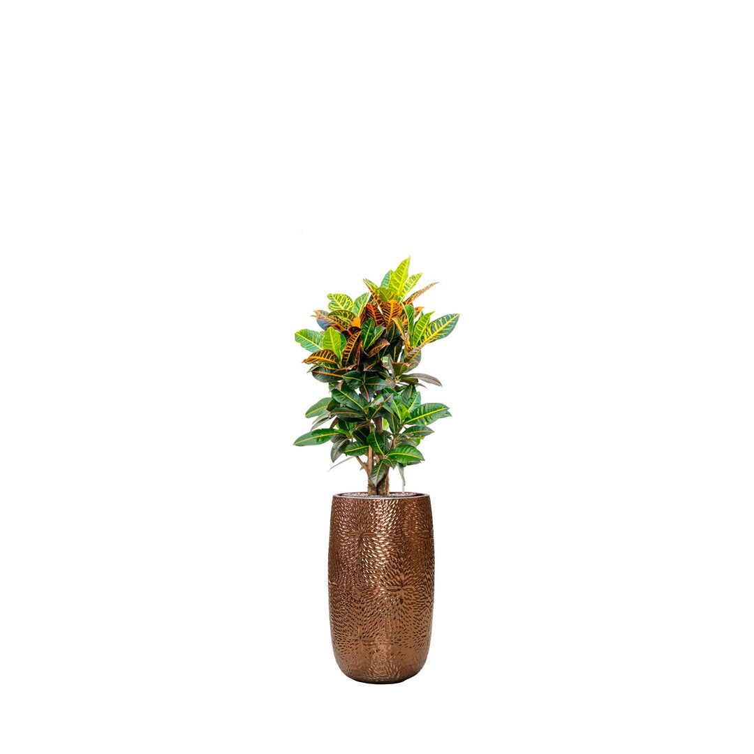 Codiaeum Marly63 PLANTES ET POTS DE BUREAUX Location/Entretien (HT/mois) Or 