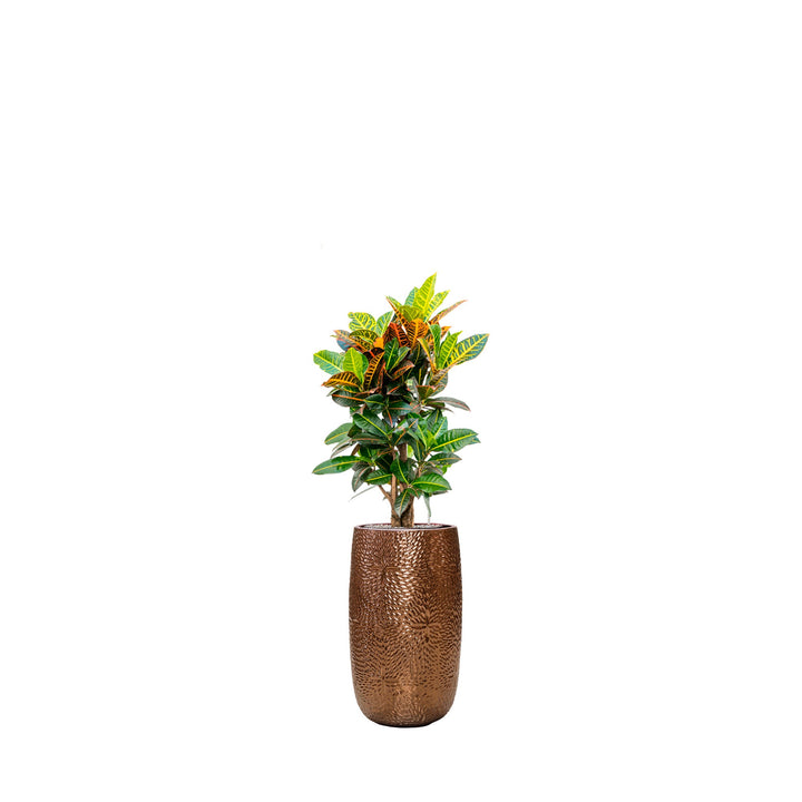 Codiaeum Marly63 PLANTES ET POTS DE BUREAUX Location/Entretien (HT/mois) Or 
