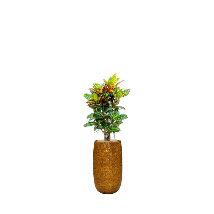 Codiaeum Marly63 PLANTES ET POTS DE BUREAUX Location/Entretien (HT/mois) Orange 
