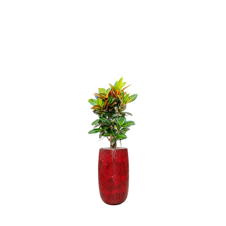 Codiaeum Marly63 PLANTES ET POTS DE BUREAUX Location/Entretien (HT/mois) Rouge 